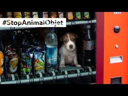 C Est Le Nouveau Combat De La Spa Interdire La Vente Des Animaux De Compagnie Dans Les Animaleries Et Entre Particuliers Sur Internet L Idee De La Societe De In 2020