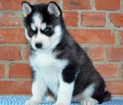 Adopt newt a husky, corgi. German Shepherd Husky Mix Cute Puppies For Sale Near Me Facebook