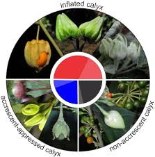 Image result for Discopodium penninervium