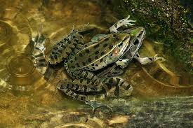 Image result for Lepidagathis eriocephala