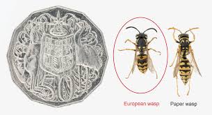 How To Identify European Wasps Agriculture And Food