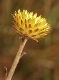Image result for Helichrysum aureum