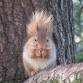 Scotland's Mammals with Wild Discovery — Dan Puplett event image