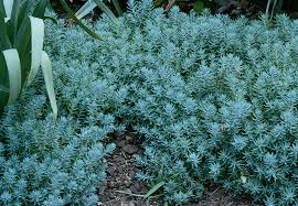 Image result for Sedum