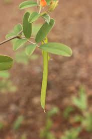 Image result for Tephrosia meisneri