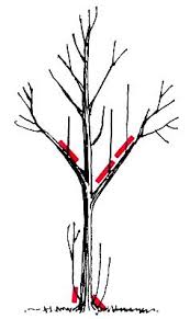 Water sprouts, at least in my area, are a sign that there is something going pretty wrong for your tree. Basic Pruning Techniques