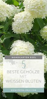 Schone Akzente Mit Geholzen In Einem Weiss Bluhenden Garten Setzentz Mond Garten Straucher Garten Einjahrige Blumen