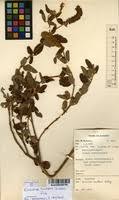 Image result for Eriosema nutans