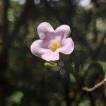 Image result for Mostuea brunonis