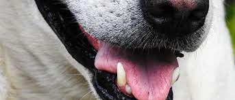 Typically, dog teeth cleaning costs between $300 to $700, which doesn't include special treatments for periodontal disease or tooth extractions. The Average Cost For A Dog Dental Cleaning Whimzees