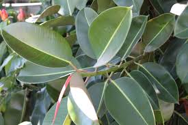 Plante caoutchouc
