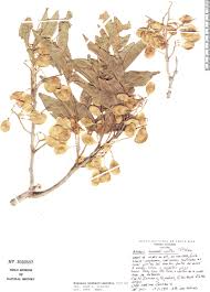 Image result for Ateleia herbert-smithii