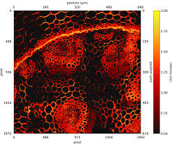 Habitación 309 capitulo 198 completo. Fluorescence Lifetime Imaging With A Megapixel Spad Camera And Neural Network Lifetime Estimation Scientific Reports