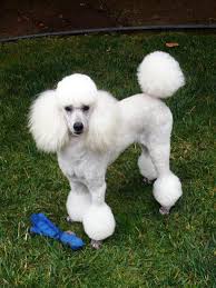 Parti is a term that means 'particularly' colored. Pin On Poodle Cuts