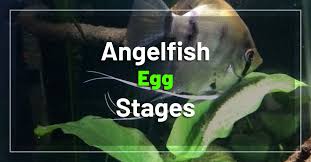 Angelfish Egg Stages