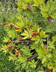 Image result for Daphne mezereum