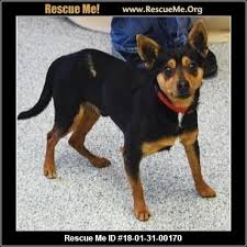 Students from the university of maryland college park and johns hopkins university. Corgi Puppies For Adoption In Illinois Free Dog Listings