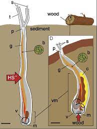 Welcome to lifetime hardwoods, we are a custom hardwood flooring business serving the greater ogden and salt lake city. Drug Discovery In Exotic Marine Symbionts Discovery And Innovation At University Of Utah Health