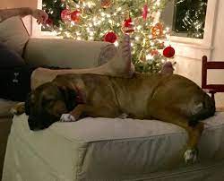 Adopt Peanut Butter Grace On Petfinder Shepherd Mix Dog Humane Society Animals