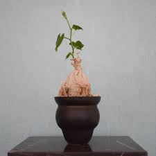 Image result for Kedrostis leloja