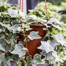 Get great deals on ebay! English Ivy Care Plant How To Grow Maintain English Ivies Apartment Therapy