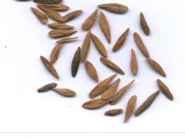 The first is strophanthus' ability to convert the lactic acid that builds up in the heart tissue into pyruvate, which the heart can use as a fuel. We Have Fresh And Dried Strophanthus Gratus Seeds Market Facebook