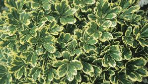 Image result for Pittosporum