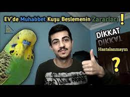 ev de muhabbet kusu beslemenin zararlari nelerdir youtube