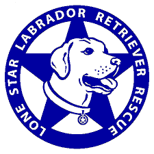 Pets For Adoption At Lone Star Labrador Retriever Rescue In Dallas Tx Petfinder