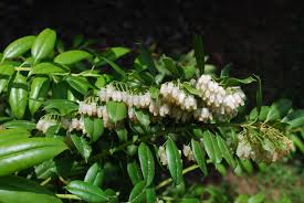 Florida include american dogwood , florida dogwood , indian arrowwood , cornelian tree , white cornel , white dogwood , false box , and false. Florida Leucothoe Home Garden Information Center