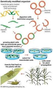 Genetically Modified Organism Definition Examples Facts Recombinant Dna Dna Technology Genetics