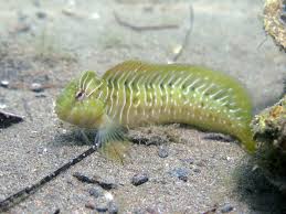 Image result for Bergia salaria