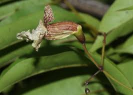 Image result for Stereospermum harmsianum