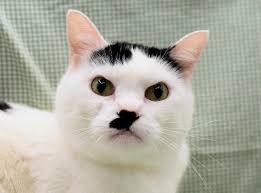 Image result for kitler
