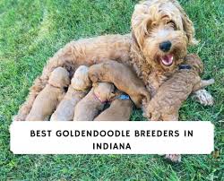 As well as ohio, indiana, new york and other states. Best Goldendoodle Breeders In Indiana 2021 Top 5 Picks We Love Doodles