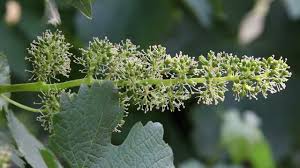 I have mature grapes common green ones. 2011 Grape Growing Season Grapevine Flowering And Grape Harvest Predictions Youtube