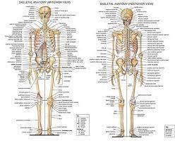 Anatomical Diagram Chart Guide Skeleton Human Anatomy Print Premium Poster Ebay Human Bones Anatomy Body Bones Anatomy Bones
