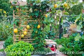 Other ways to support vertically growing squash include growing them on a fence, or in a fruit tree with lower branches that is either dead or alive. Growing Winter Squash