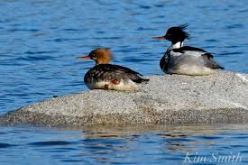 We did not find results for: Male Red Breasted Mergansers Good Morning Gloucester