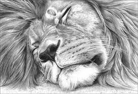 My Lion Drawing Lion Drawing Animal Drawings Lion Drawing Pictures