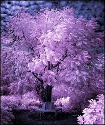 Narrow trees are a must if you have a tight space for gardening. Pin On Trees