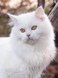 deutsch langhaar katze vanilje schonen katzen weisse katzen deutsch langhaar katze