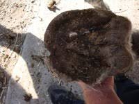 Les Pieds Pourris 1 Forum Cheval