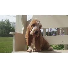 Basset hound puppies for sale in north georgia. Lowdown Love Basset Hounds Basset Hound Breeder In Pilot Mtn North Carolina