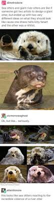River otters like to slide around, while sea otters spend most of their time swimming in the water, but they both have plenty of predators to worry about. River Otter Vs Sea Otter Maetel Tumblr