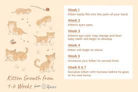 What To Expect In The First 6 Weeks Of Your Kitten S Life Newborn Kittens Feeding Kittens Kitten Care