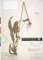 Image result for Aspilia helianthoides