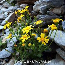 Image result for Senecio ruwenzoriensis