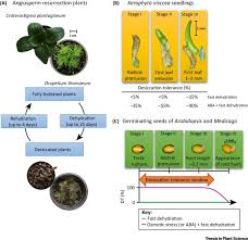 Image result for Styppeiochloa