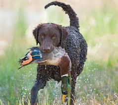 Image result for curly coated retrívr